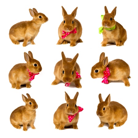 little rabbits isolated on whiteの写真素材