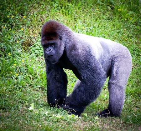 silverback gorilla in a meadowの写真素材