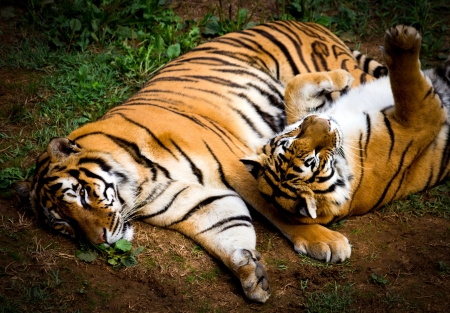 portrait of two tigers in a meadowの写真素材