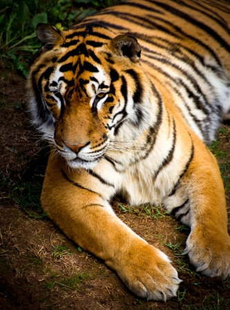 portrait of a tiger in a meadowの写真素材