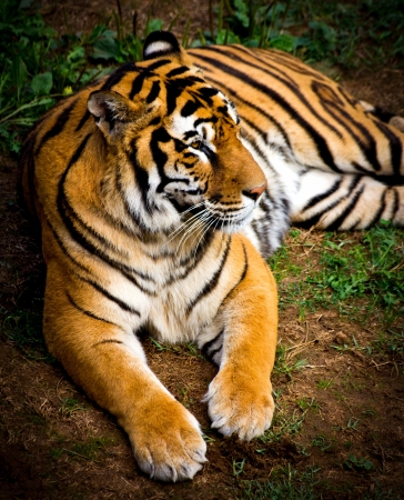 portrait of a tiger in a meadowの写真素材