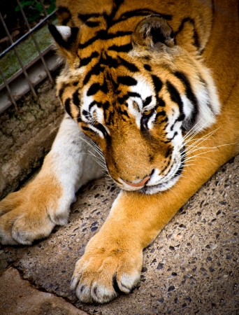 portrait of a tiger in a cageの写真素材