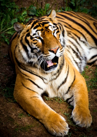 portrait of a tiger in a meadowの写真素材