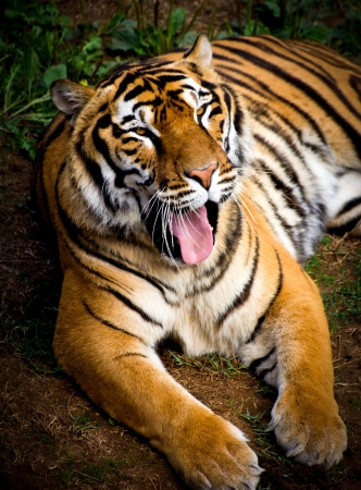 portrait of a tiger in a meadowの写真素材