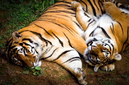 portrait of two tigers in a meadowの写真素材