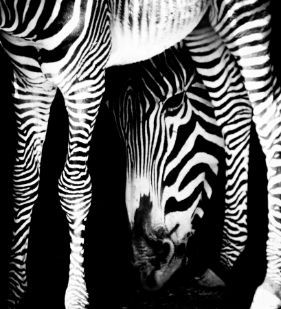 black and white portrait of a zebraの写真素材