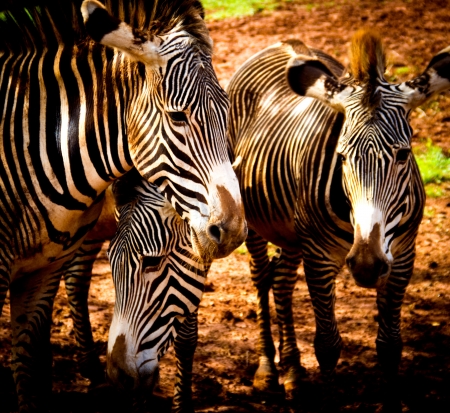 group of zebras in a meadowの写真素材