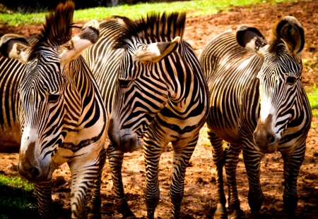 group of zebras in a meadowの写真素材