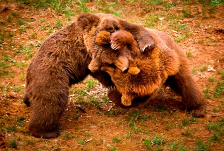 portrait of a brown bears fightingの写真素材