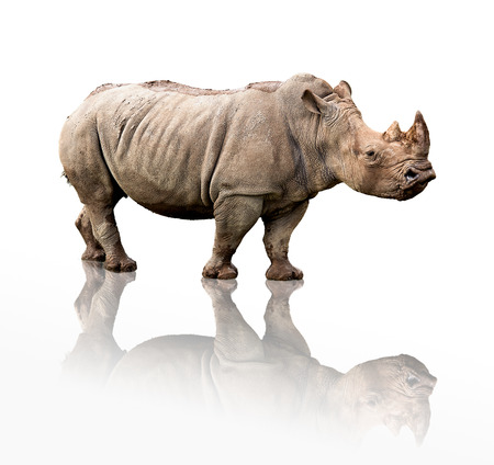 portrait of a rhinoceros isolated on whiteの写真素材