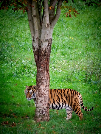 portrait of a tiger in a nature reserveの写真素材