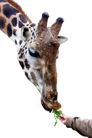 giraffe eating from human handの写真素材