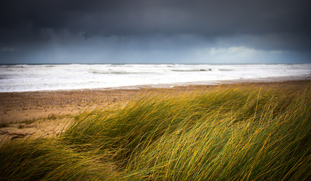 View of a windy beachの写真素材