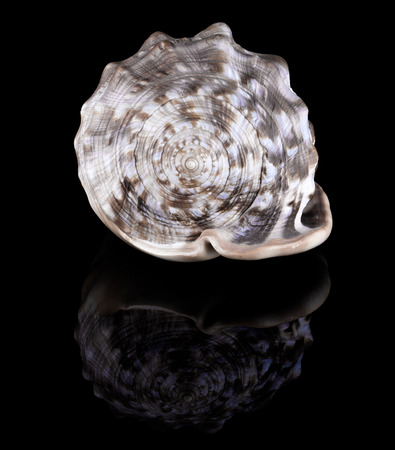 Conch shell with reflection isolated on black
