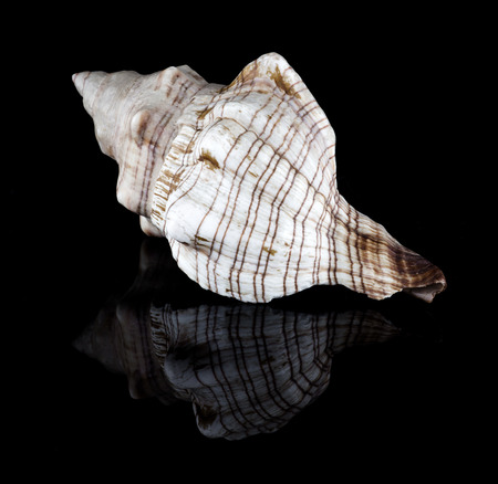 Conch shell with reflection isolated on blackの写真素材