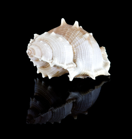 Conch shell with reflection isolated on blackの写真素材