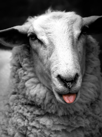Portrait of a sheep looking at cameraの写真素材