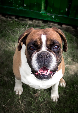 Portrait of a boxer dogの写真素材