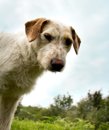 Portrait of a stray dog â€‹â€‹outdoors