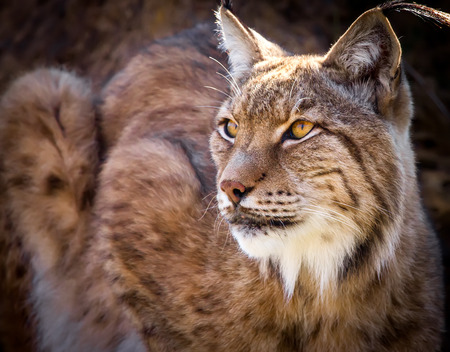 Portrait of a wild Iberian lynxの写真素材