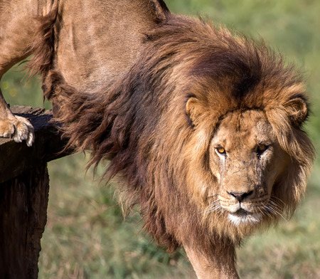 Portrait of a wild lionの写真素材