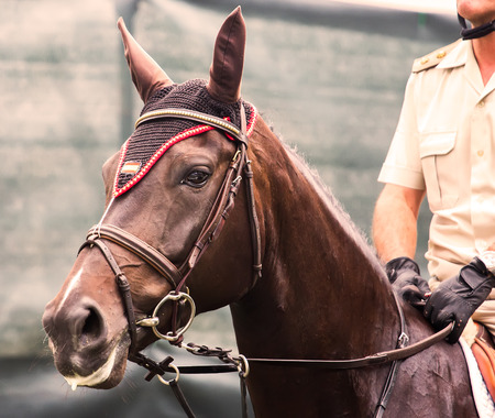 Participants in an international horse jumping competitionの写真素材