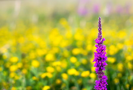 View of a flowers fieldの写真素材