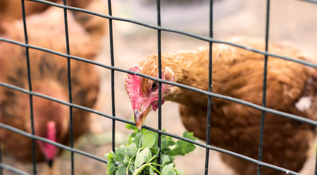 Brown hen feeding on leavesの写真素材