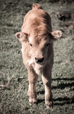 Portrait of a calf in a meadowの写真素材