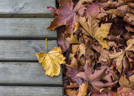 Autumn fall leaf on wood backgroundの写真素材