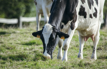 Cows grazing in a meadowの写真素材