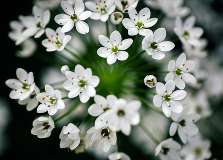 Close up of garden flowersの写真素材
