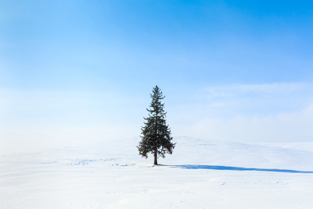 Christmas Tree Hokkaido Bieiの写真素材