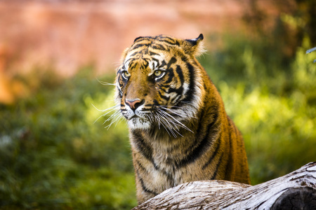 wonderful tiger is staring at the left with a striking fear look  sitting in the bush waiting for...