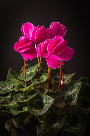 pink Cyclamenの写真素材
