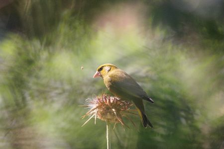 Greenfinch - Carduelis chlorisの写真素材