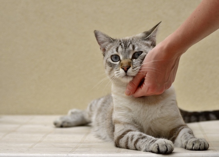 Woman stroking cat
