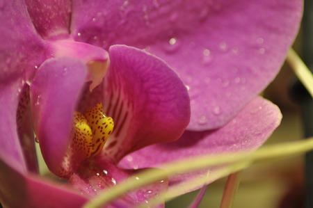 orchidの写真素材