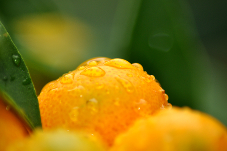 dropsの写真素材