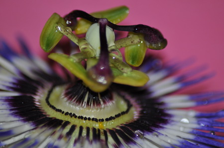 passionflowerの写真素材