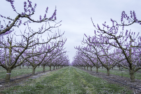A row of peach trees in bloomの写真素材