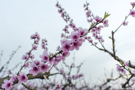 Peach flowersの写真素材