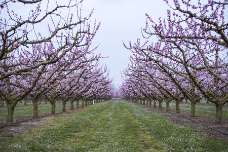 A row of peach trees in bloomの写真素材