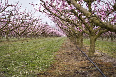 A row of peach trees in bloomの写真素材