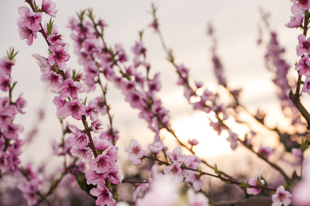 Peach flowersの写真素材