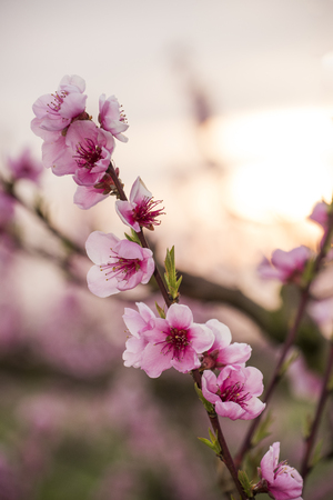 Peach flowersの写真素材