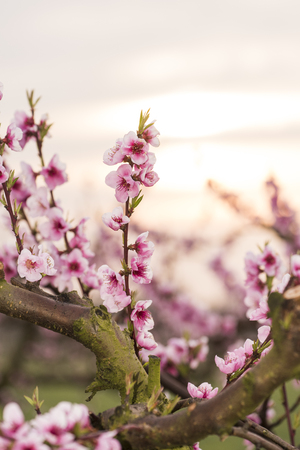 Peach flowersの写真素材