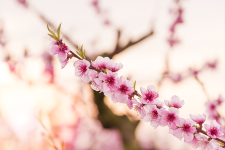 Peach flowersの写真素材