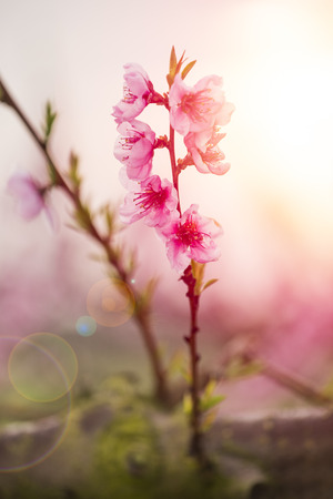 Peach flowersの写真素材