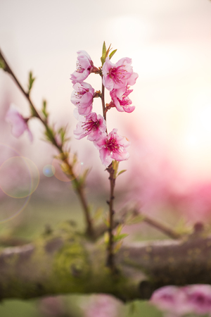 Peach flowersの写真素材